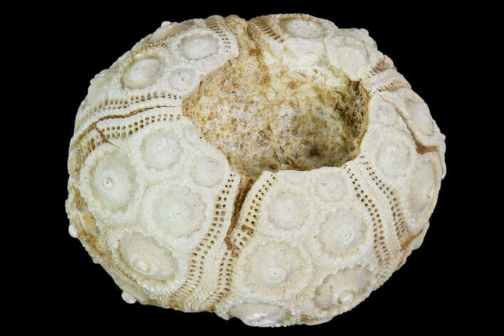 Fossil Sea Urchin (Drocidaris) - Morocco #104497